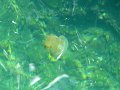 027. Jellyfish Lake 8